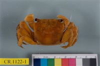 藏品(漢氏東方蟹)的圖片